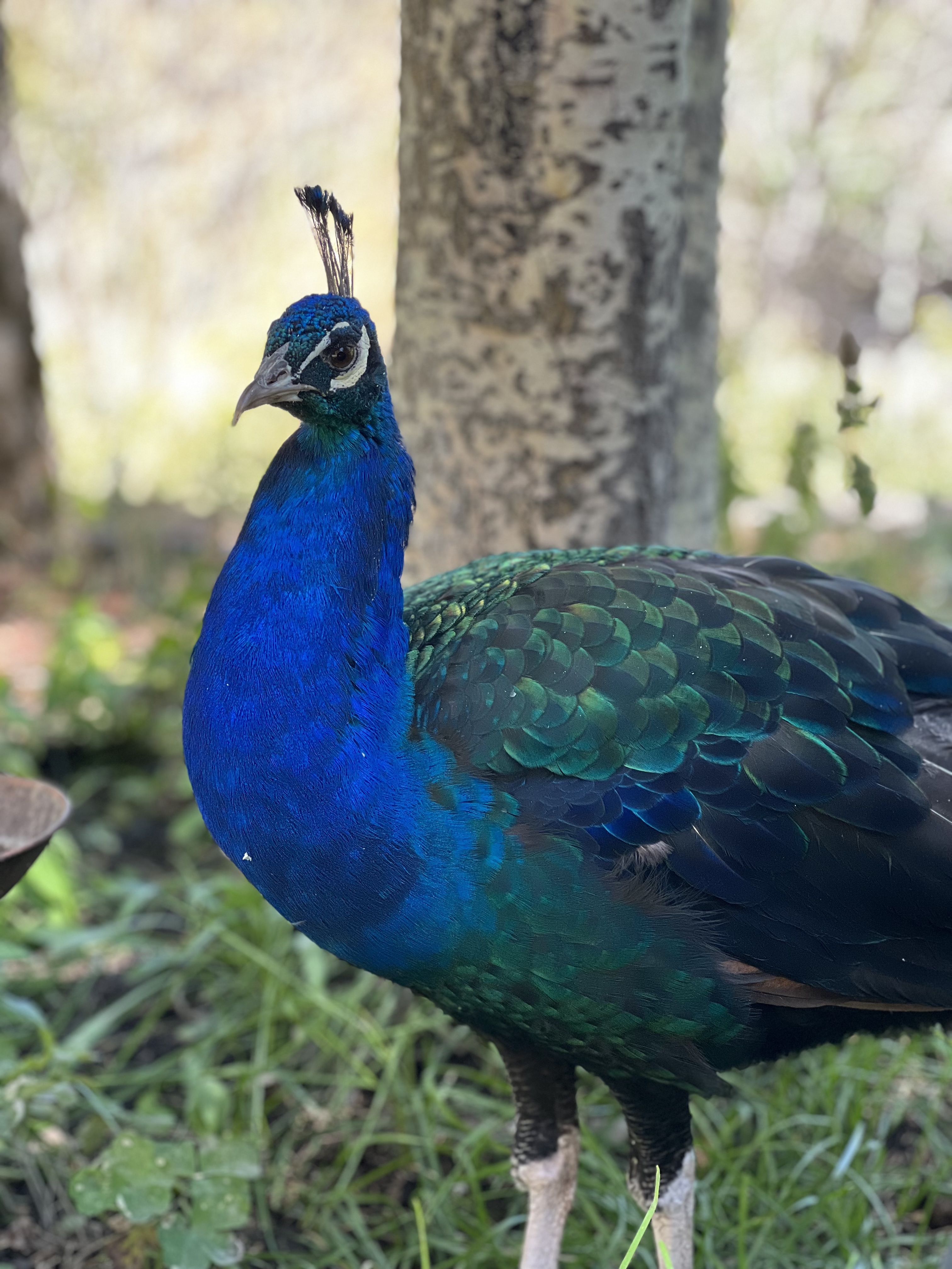 One of the friendly peacocks on the grounds at Taggart's Grill